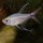 Hyphessobrycon filamentosus - Phoenixsalmler - Liefergröße ca.: 2-4 cm