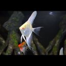 Pterophyllum scalare Dantum - Albino - Altum -...