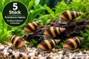 5 Stück Anentome helena - Raubturmdeckelschnecke -...