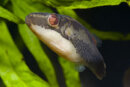 Carinotetraodon irrubesco - Rotschwanz-Kammkugelfisch