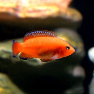 Hemichromis exsul 1 Paar - ein richtig seltener Hemichromis