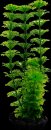 Tetra DecoArt Plantastics Ambulia M
