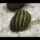 Vittina coromandeliana - Zebra Rennschnecke - 10 Stück