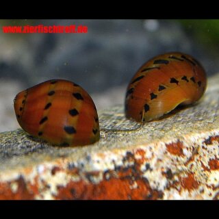 Vittina semiconica - Rennschnecke " orange track " - 10 Stück