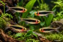 Tucano Salmler, Tucanoichthys tucano