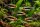 Tucano Salmler, Tucanoichthys tucano