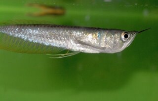 Arowana,  Osteoglossum bicirrhosum