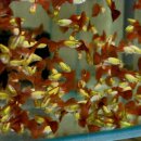 Flame-Glowlight Guppy, Poecilia reticulata -...