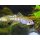 Zacco platypus - Drachenfisch
