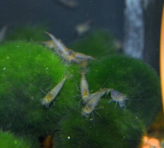 10 Stück Sulawesi Algengarnele - Inlandsgarnele - Caridina pareparensis parvidentata