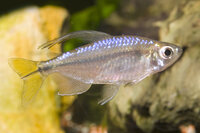 Hemigrammopetersius caudalis - Gelber Kongosalmler
