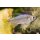 Hemigrammopetersius caudalis - Gelber Kongosalmler
