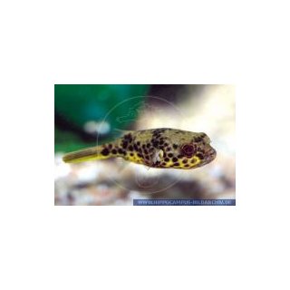 Tetraodon schoutedeni - Leopard-Kugelfisch 5-6  cm