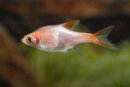 Trigonostigma heteromorpha Gold