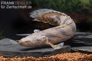 Polypterus endlicherii - Flösselhecht - Liefergröße ca.: 5-10 cm