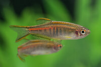 Danio choprae - Burma Danio - Liefergröße ca.: 2 cm