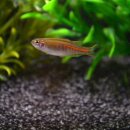Danio choprae - Burma Danio - Liefergröße ca.:...
