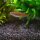 Danio choprae - Burma Danio - Liefergröße ca.: 2 cm