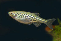 Danio tinwini - Zwergleopardbaerbling - Liefergröße ca.: 1,5-2 cm