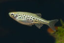 Danio tinwini - Zwergleopardbaerbling -...