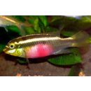 Pelvicachromis sacrimontis - Blutroter Purpurprachtbarsch