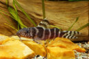Synodontis brichardi - Liefergröße ca. 10-12 cm