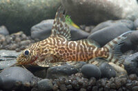 Synodontis eupterus