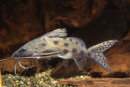 Synodontis ocellifer
