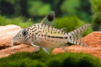 Corydoras leopardus Leopard-Panzerwels