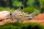 Corydoras leopardus Leopard-Panzerwels