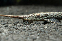 Farlowella acus Gemeiner Nadelwels