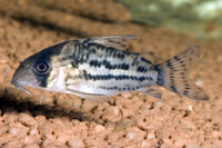 Corydoras nanus
