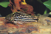 Corydoras napoensis Napo Panzerwels