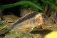 Corydoras rabauti Rost-Panzerwels