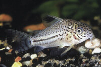 Corydoras trilineatus Dreilinien-Panzerwels