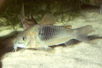Corydoras venezuelanus
