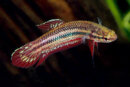 Betta coccina - Roter Kampffisch