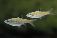 Rasbora dorsiocellata - Augenfleck-Bärbling