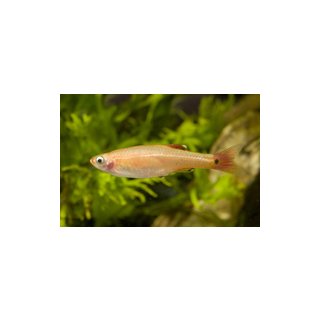 Tanichthys albonubes - Kardinal-Fisch Gold