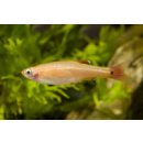 Tanichthys albonubes - Kardinal-Fisch Gold