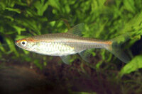 Rasbora pauciperforata - Leuchtstreifen-Rasbora