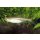 Rasbora pauciperforata - Leuchtstreifen-Rasbora