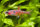 Boraras naevus  - Erdbeer-Zwergbärbling - Liefergröße ca.: 1 - 1,5 cm