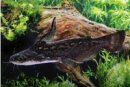 Trachelyopterus fisheri - Schwemmholz-Wels