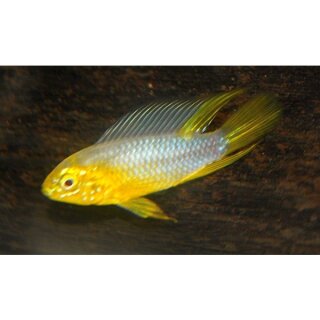 Apistogramma borellii - Männchen - Liefergröße ca.: 1-2 cm