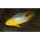 Apistogramma borellii - Männchen - Liefergröße ca.: 1-2 cm