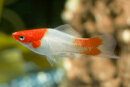 Xiphophorus helleri Koi - Schwertträger Kohaku -...