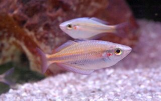 Melanotaenia picta