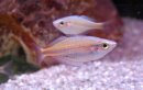 Melanotaenia picta