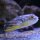 Tetraodon fahaka - Nilkugelfisch